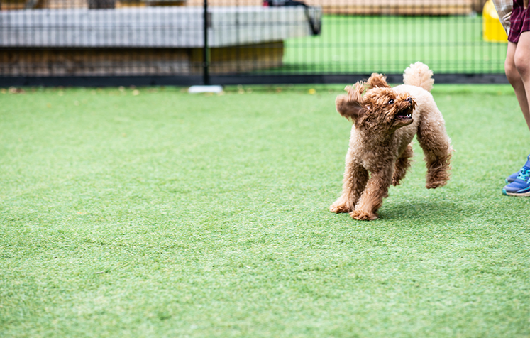 トミオヴィレッジ ドッグラン