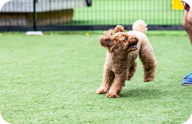 ペットと⼀緒に楽しむ