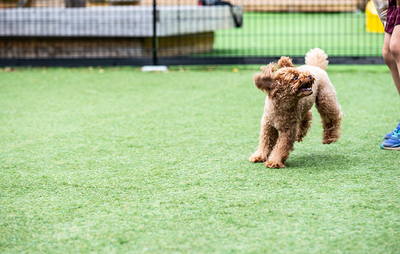 ドッグラン　無邪気に走り回る愛犬を見守りながら自分だけのコーヒーブレイク。