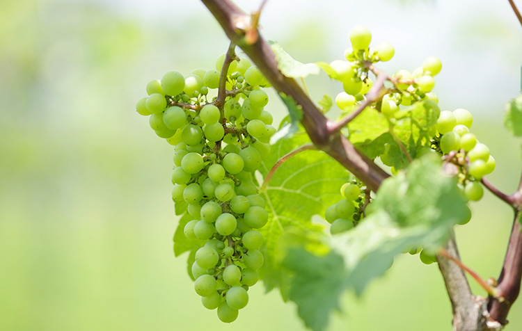 千葉ワイナリー