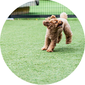 トミオヴィレッジ ドッグラン