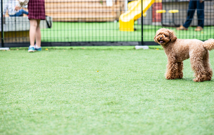 ドッグラン TOMIO VILLAGE DOG RUN