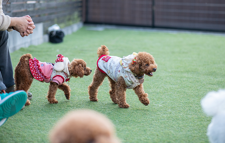 ドッグラン TOMIO VILLAGE DOG RUN