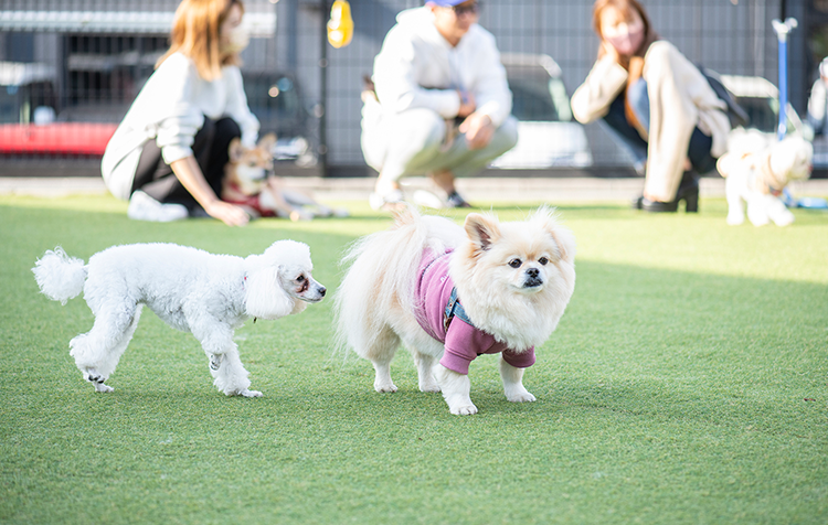 ドッグラン TOMIO VILLAGE DOG RUN