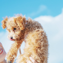 ペットと一緒に